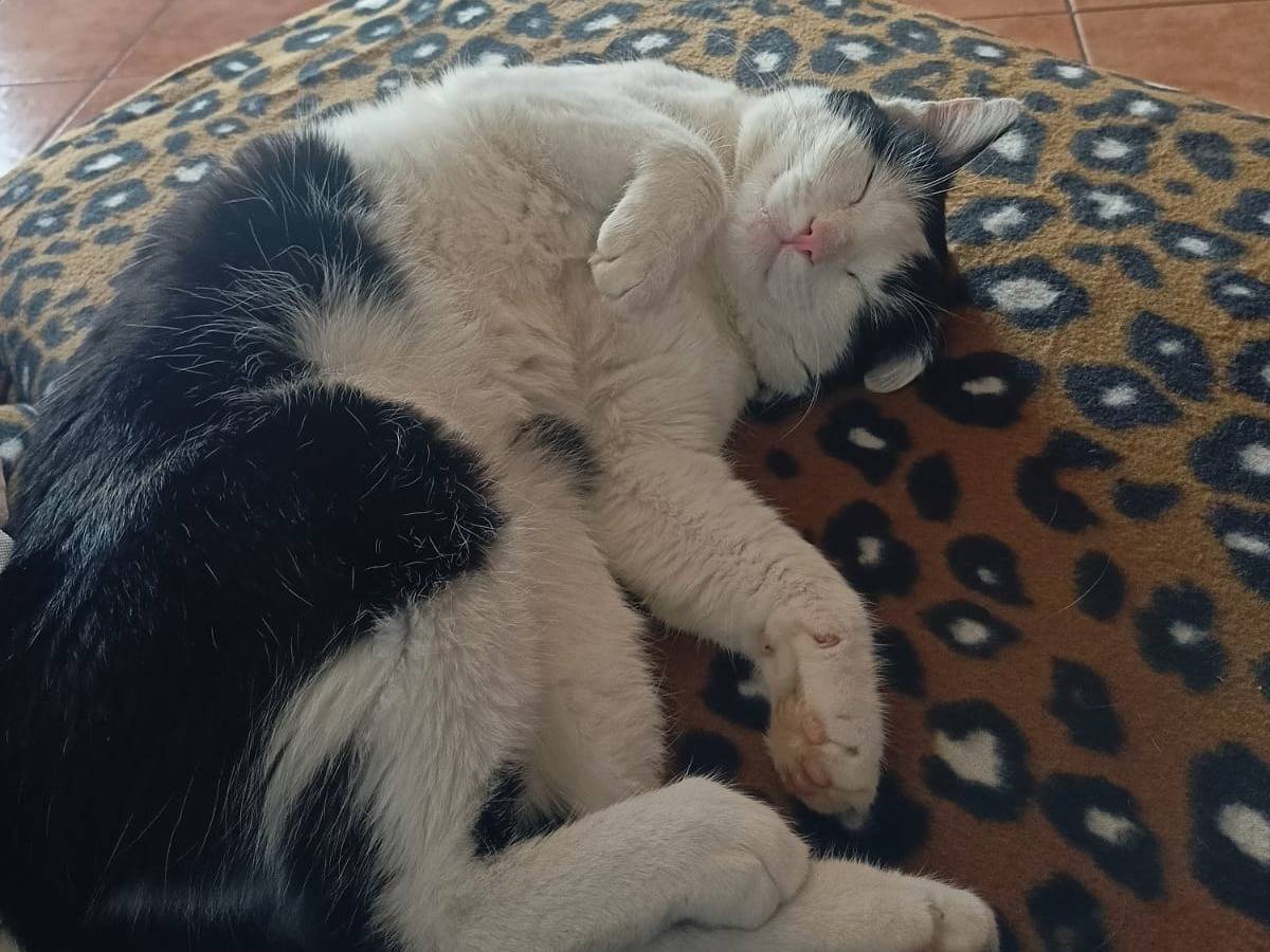 Adotta un gatto, maschio, 4 anni, Brescia
