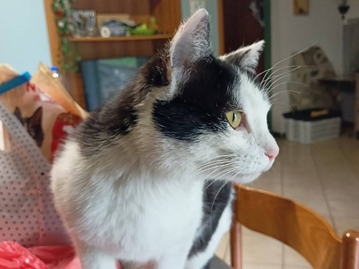 Adotta un gatto, taglia non valida, maschio, Brescia