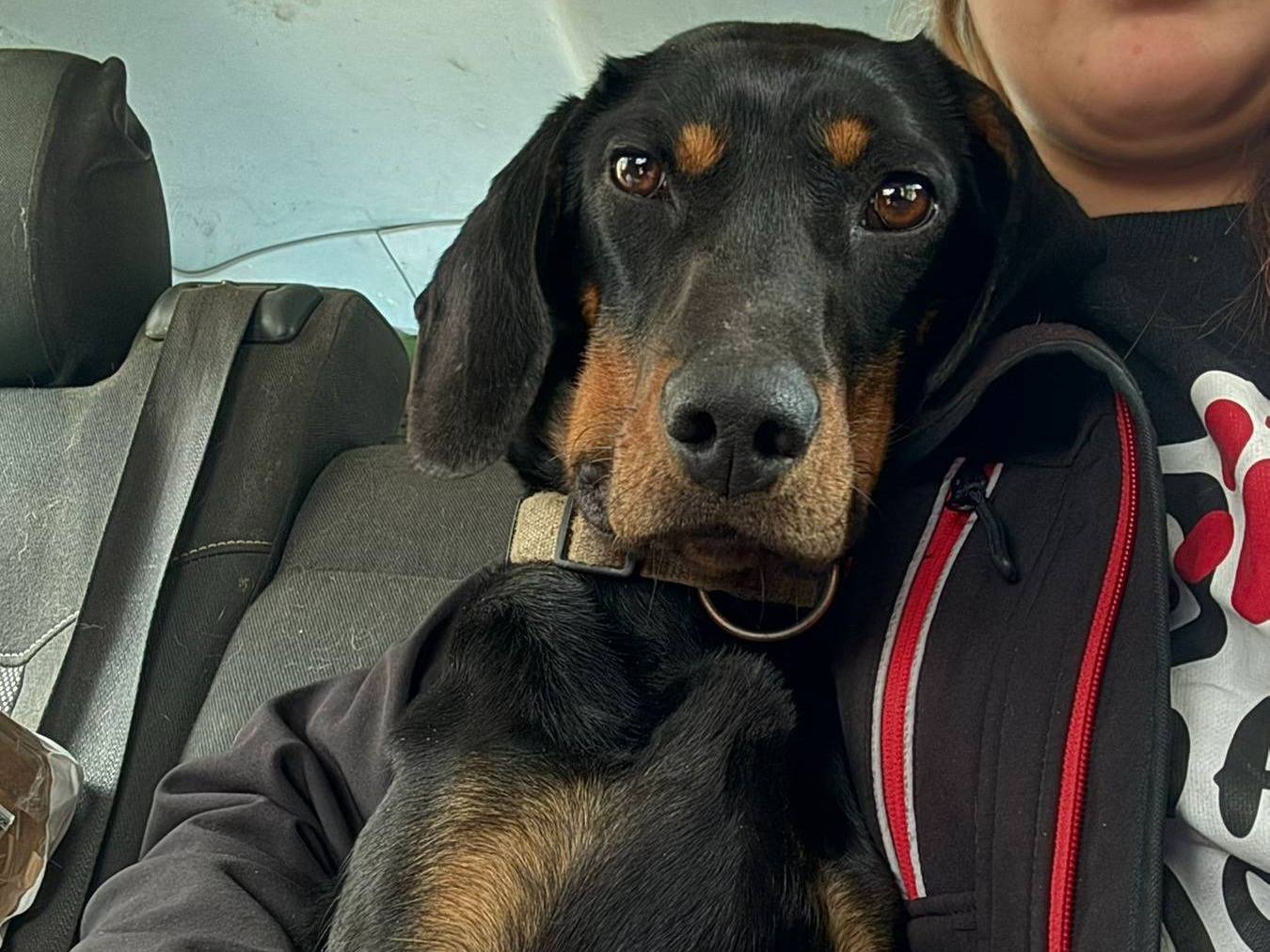 Adozione cane, femmina, Segugio Razza sconosciuta, 1 anno e 11 mesi, taglia media contenuta, Firenze