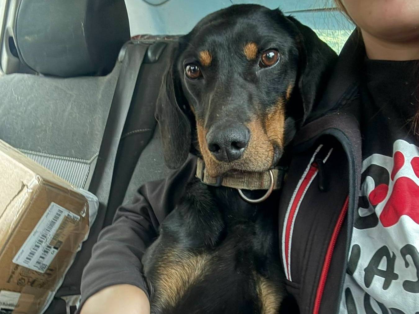 Vuoi adottare un cane a Firenze?