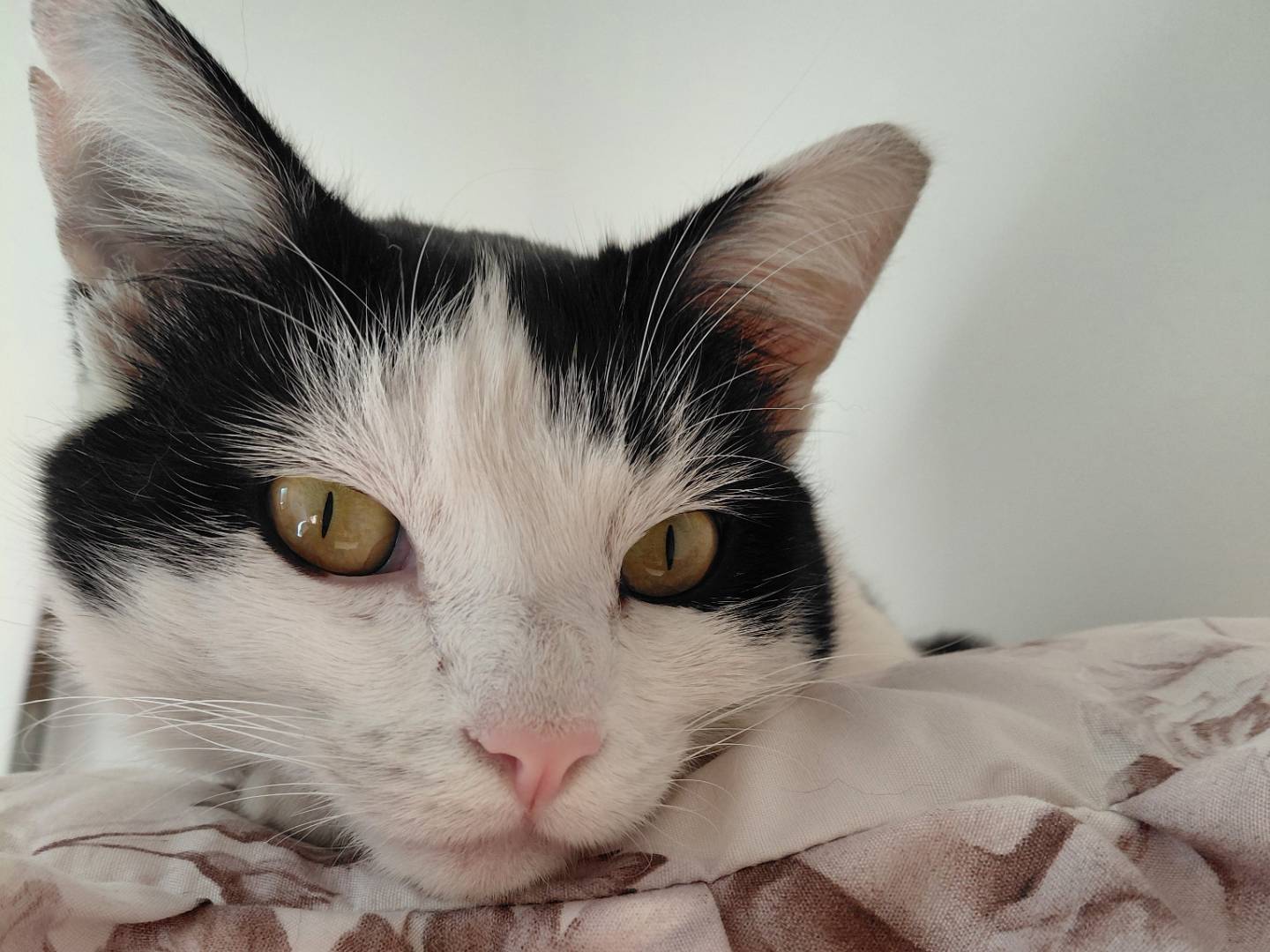 Adozione gatto, maschio, Razza sconosciuta Razza sconosciuta, 4 anni, taglia non valida, Brescia