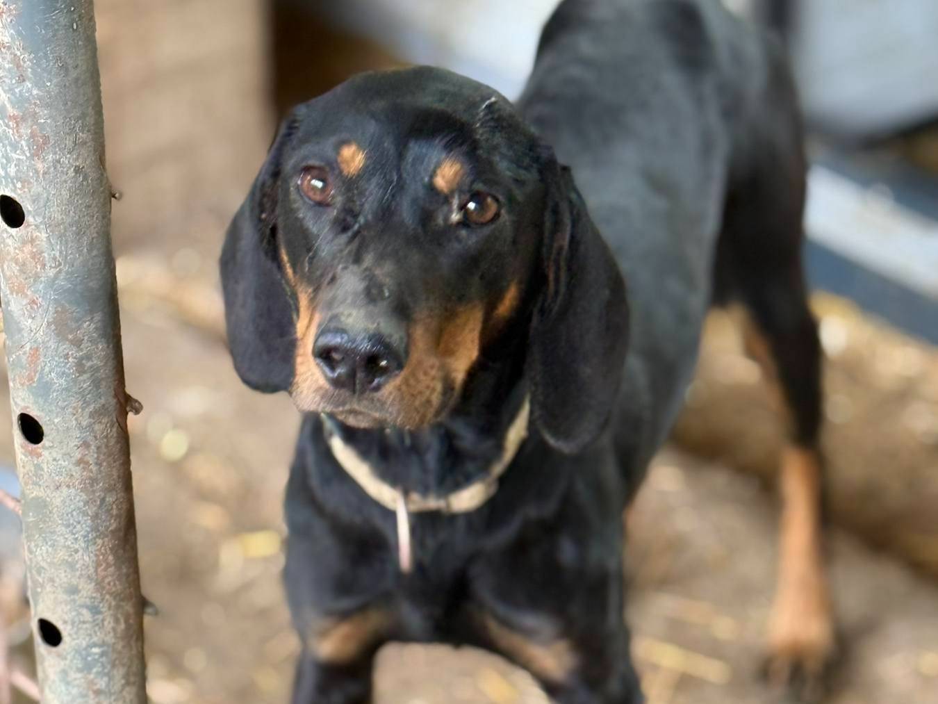 Adotta un cane, femmina, 1 anno e 11 mesi, Firenze