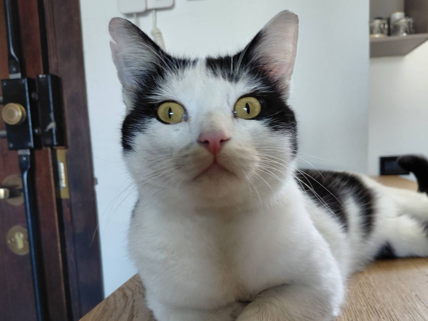 Vuoi adottare un gatto a Brescia?