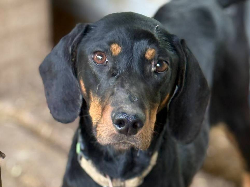Adotta il cane BELLA a Firenze