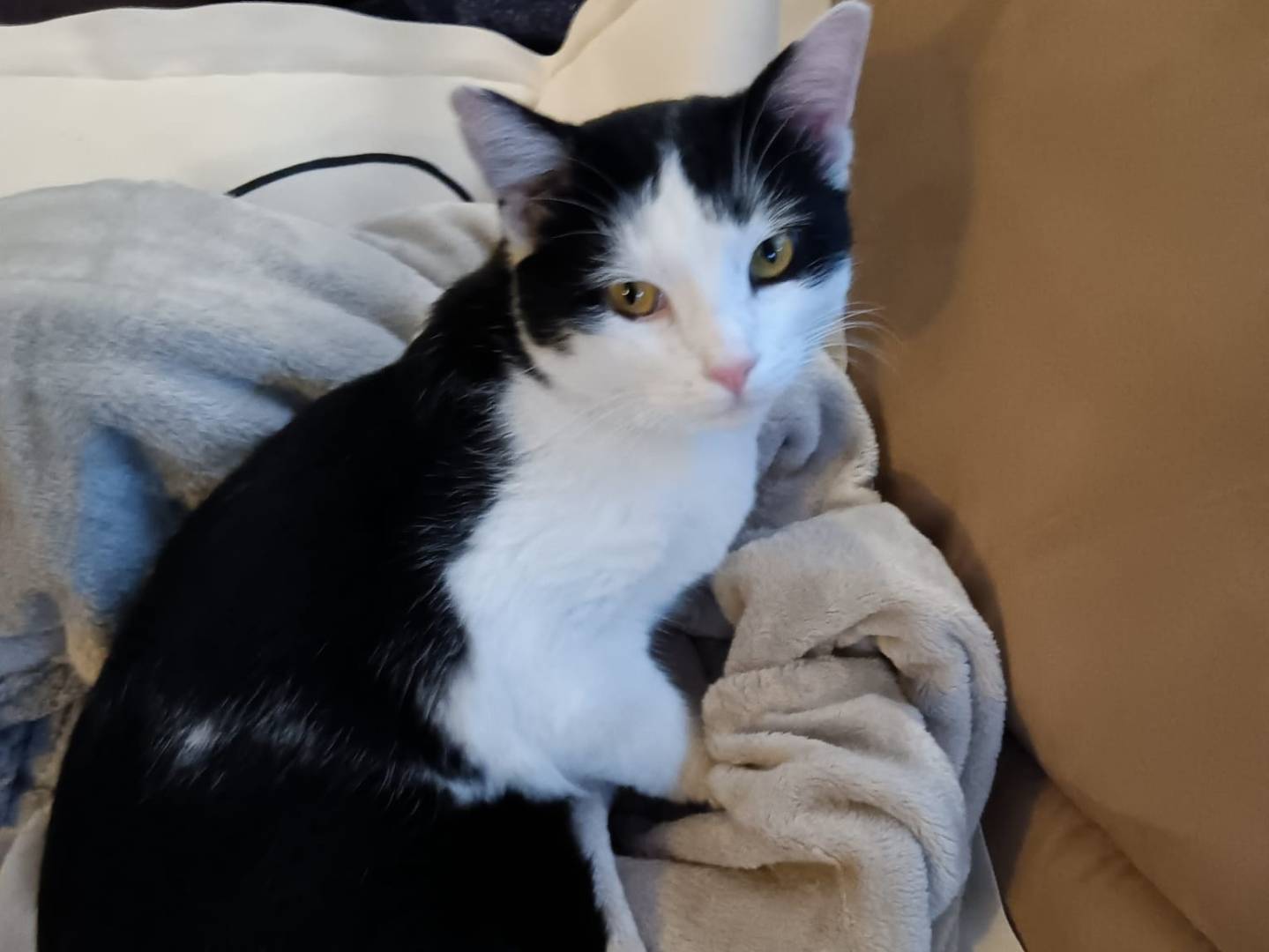 Adotta il gatto Snui a Brescia