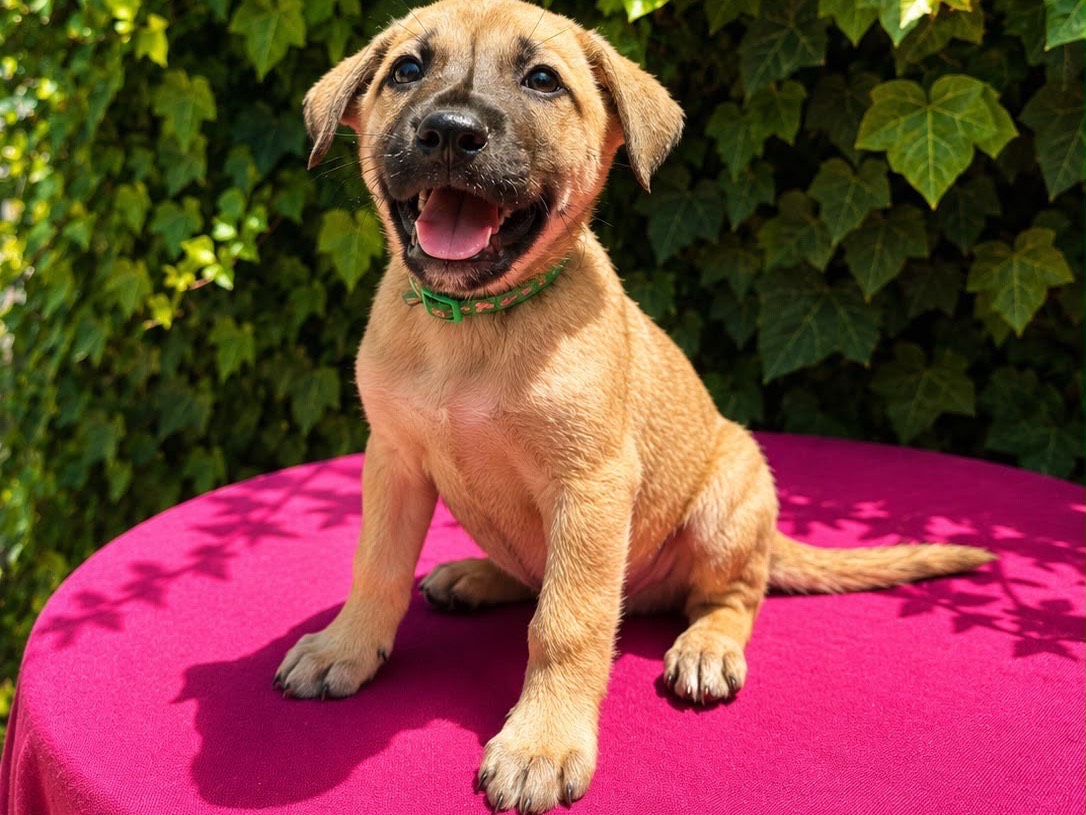 Adotta un cane, taglia media, maschio, Siracusa