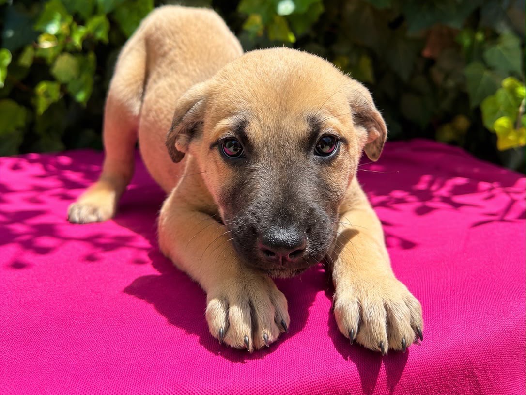 Vuoi adottare un cane a Siracusa?