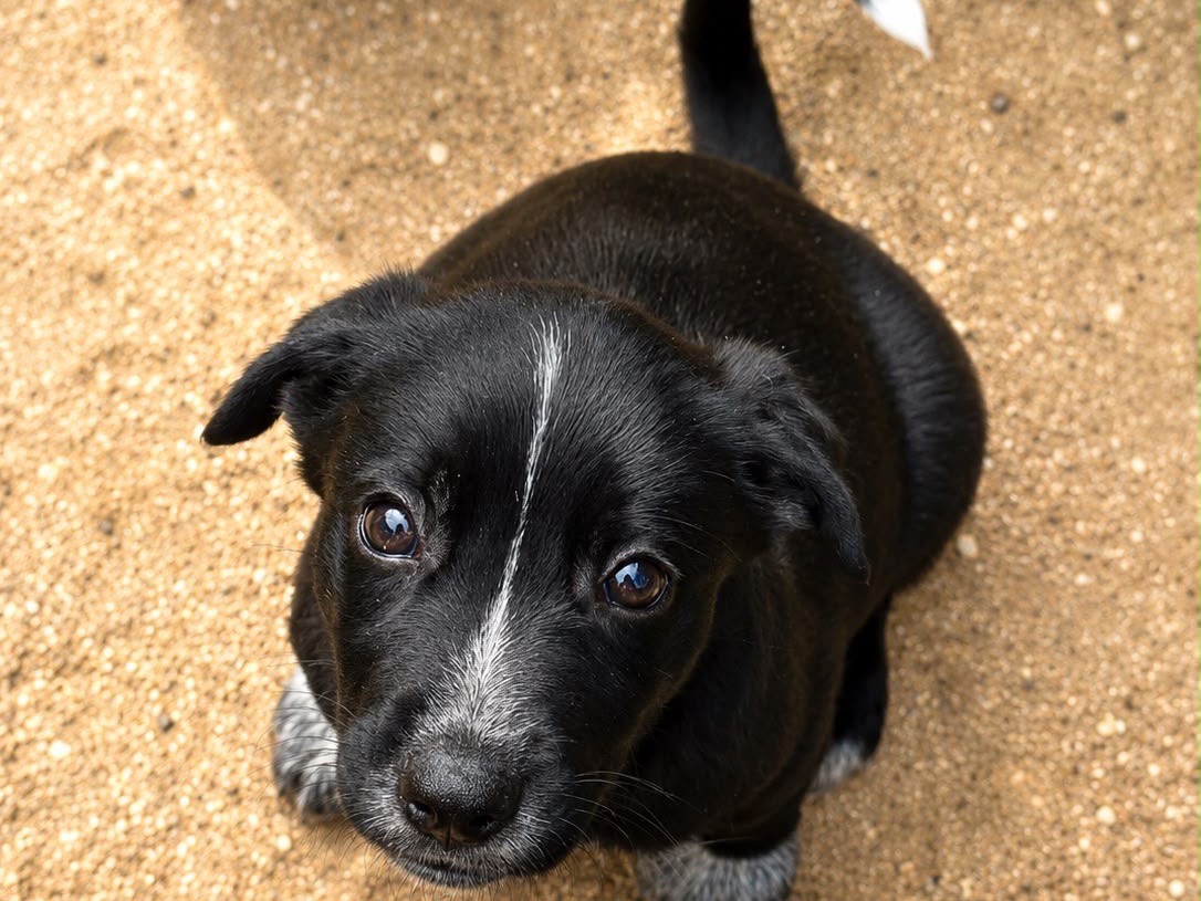 Vuoi adottare un cane a Siracusa?