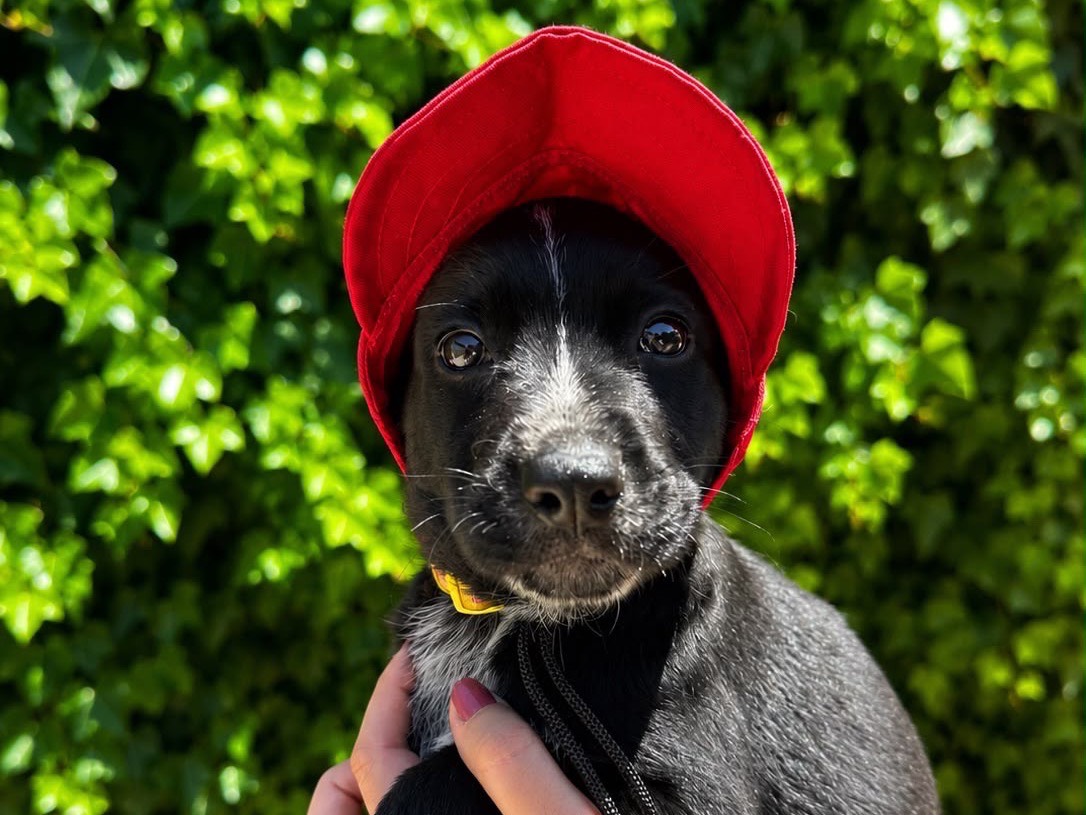 Adotta il cane Cris a Siracusa