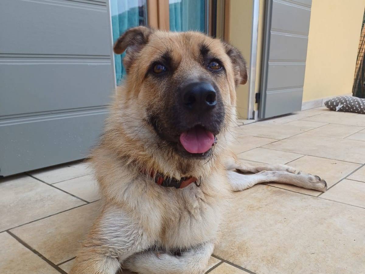Adozione cane, maschio, Razza sconosciuta Razza sconosciuta, 7 anni e 5 mesi, taglia gigante, Mantova