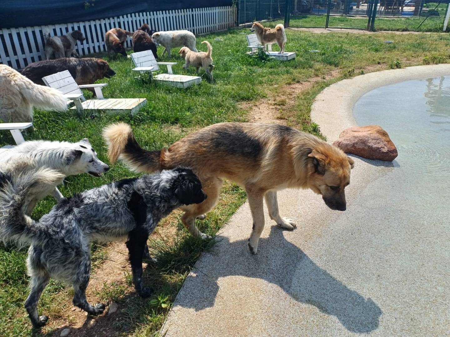 Adotta il cane BUBU a Mantova