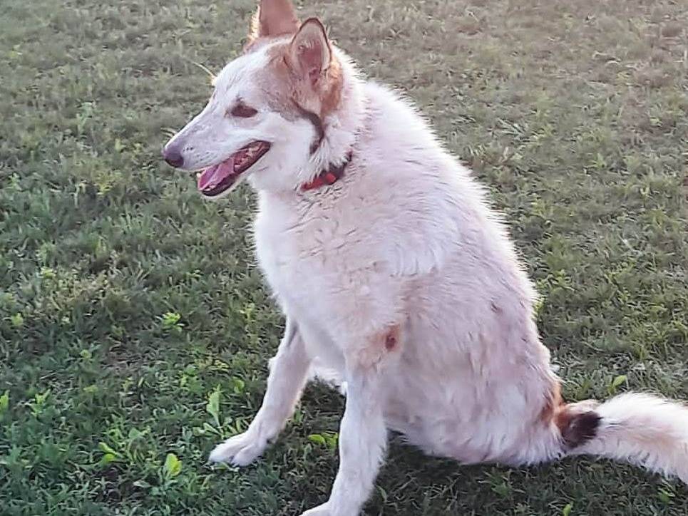 Adotta un cane, femmina, 6 anni e 10 mesi, Mantova