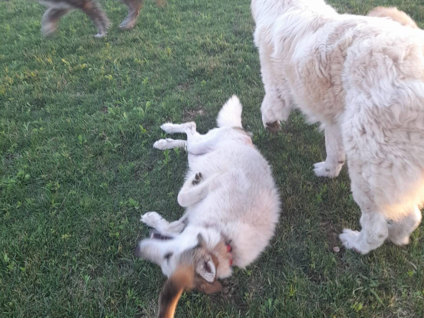 Adotta un cane, taglia media, femmina, Mantova