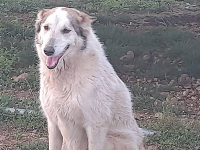 Adotta il cane HUSKINA a Mantova