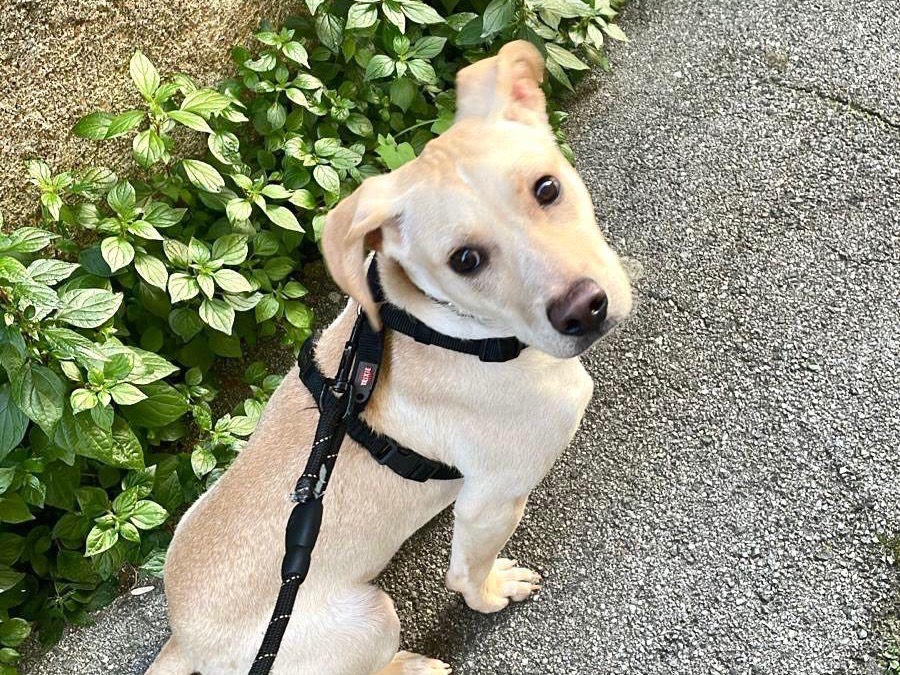 Adozione cane, maschio, Razza sconosciuta Razza sconosciuta, 9 mesi, taglia media, Genova