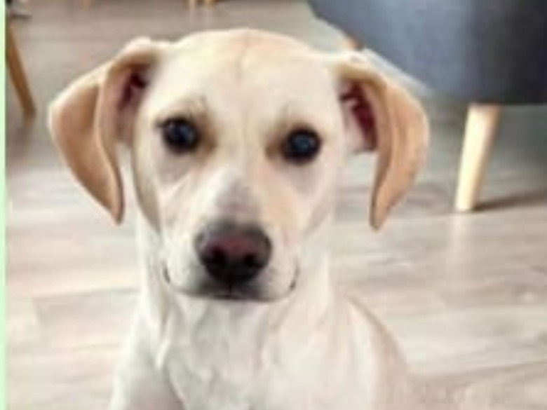 Vuoi adottare un cane a Genova?