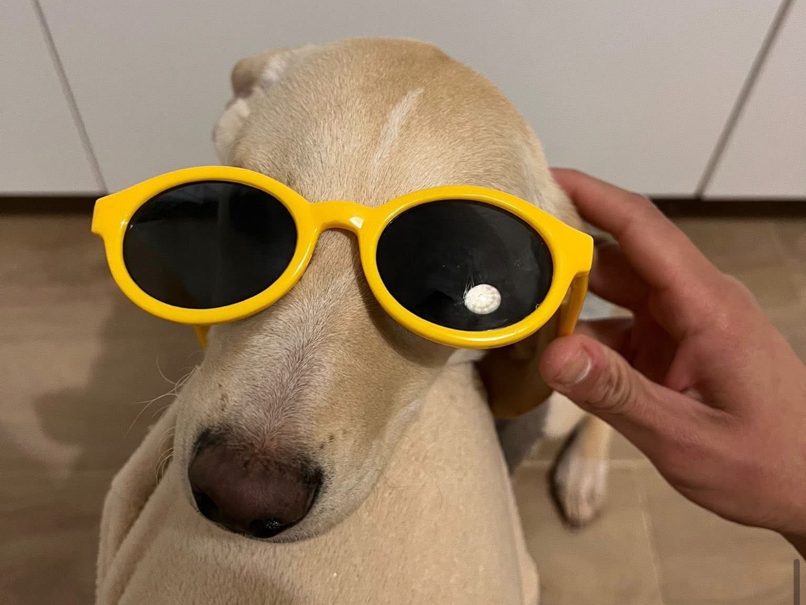 Adotta il cane Milo a Genova