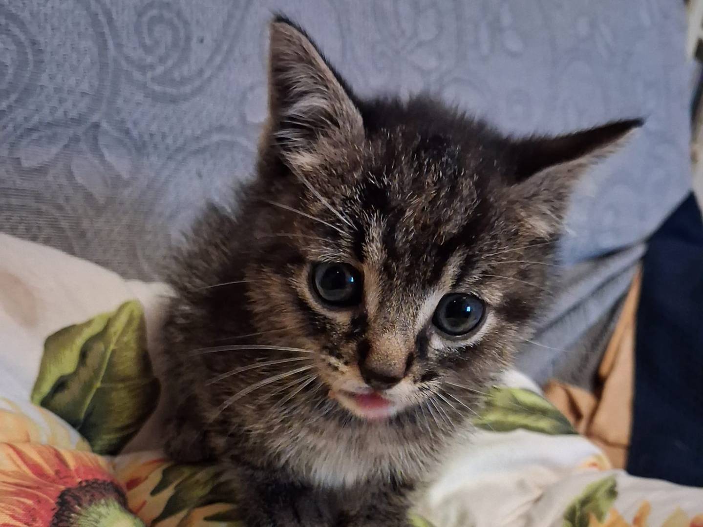 Adozione gatto, maschio, Razza sconosciuta Razza sconosciuta, 2 mesi, taglia non valida, Roma