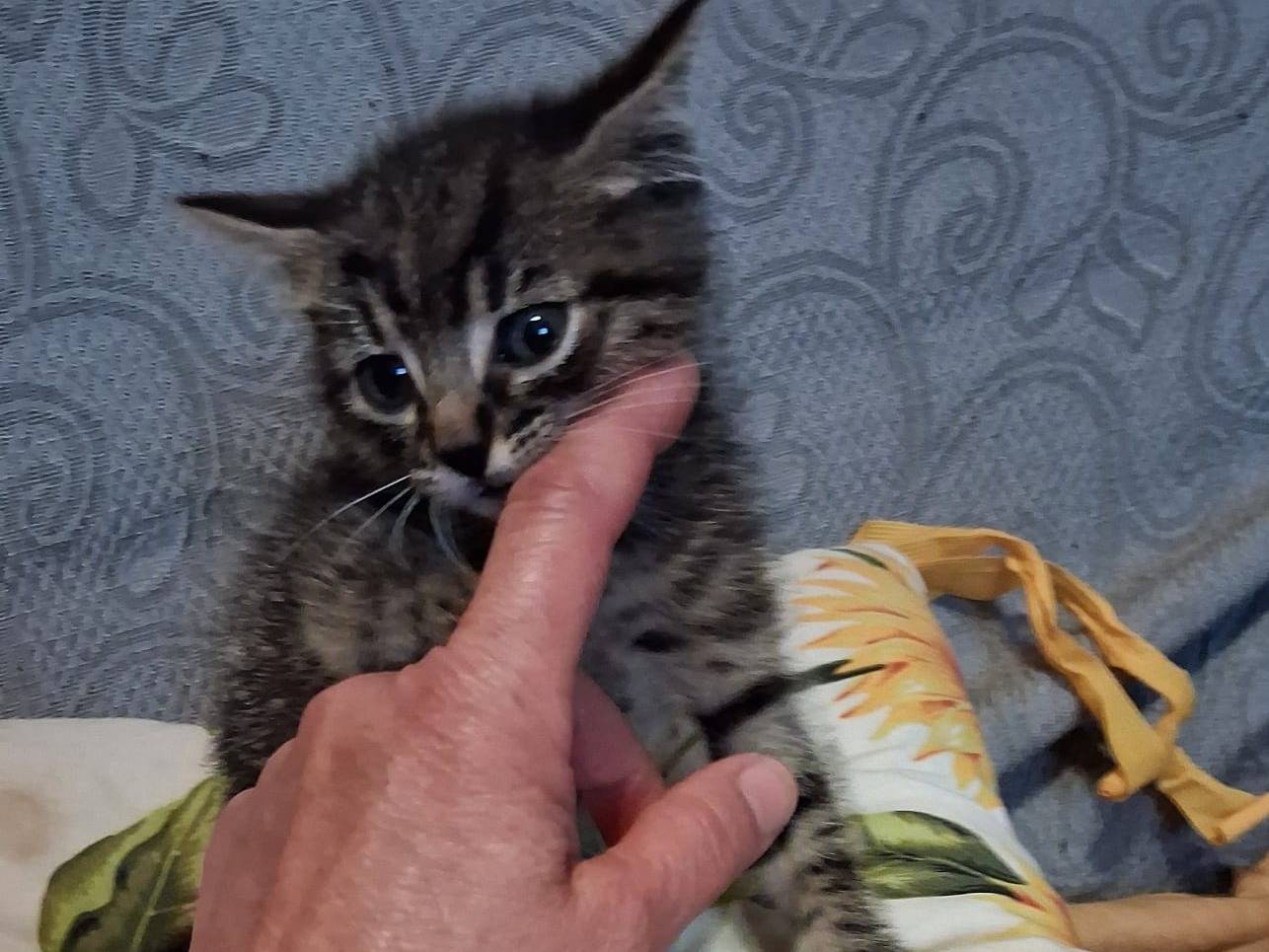 Adotta un gatto, maschio, 2 mesi, Roma