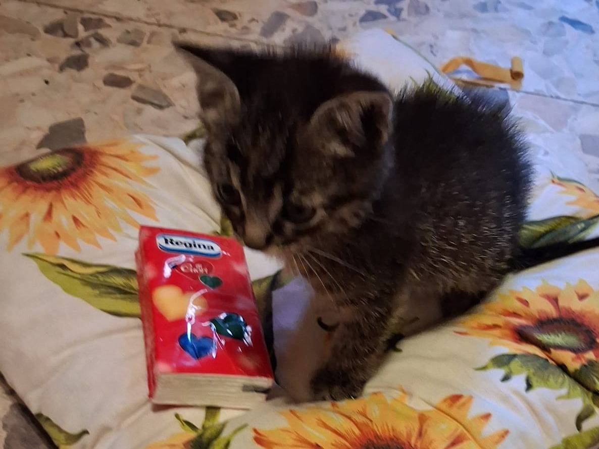Adotta un gatto, taglia non valida, maschio, Roma