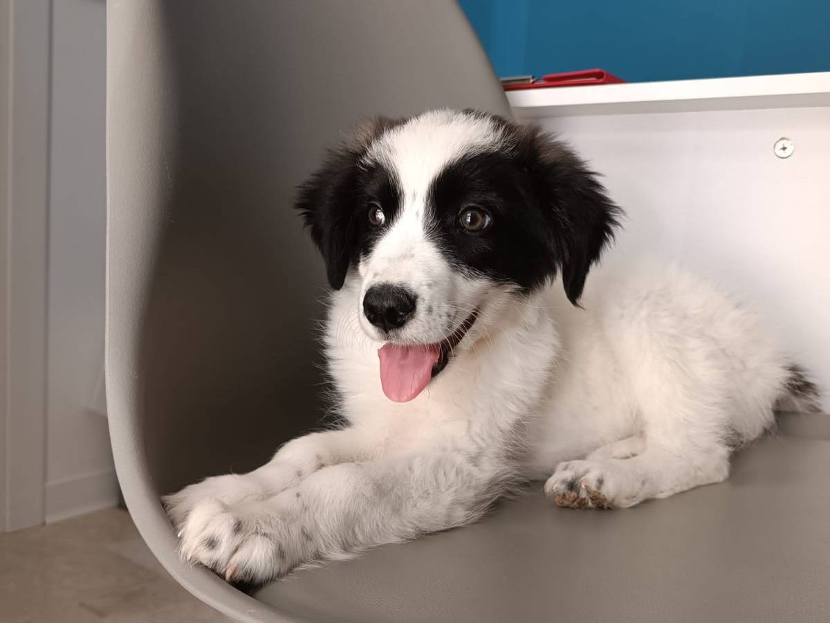Adozione cane, femmina, Razza sconosciuta Razza sconosciuta, 3 mesi, taglia grande, Ragusa