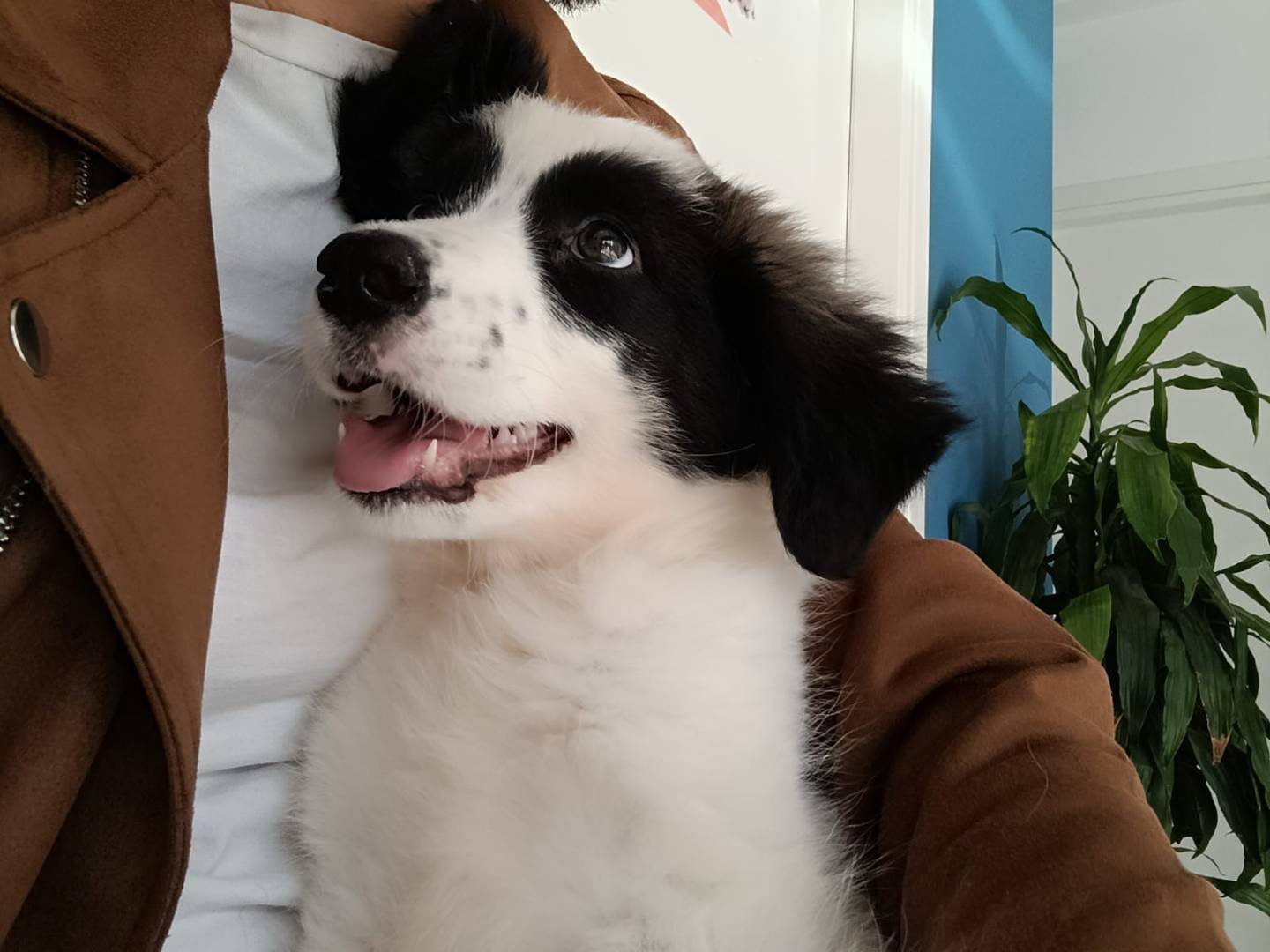 Adotta un cane, femmina, 3 mesi, Ragusa