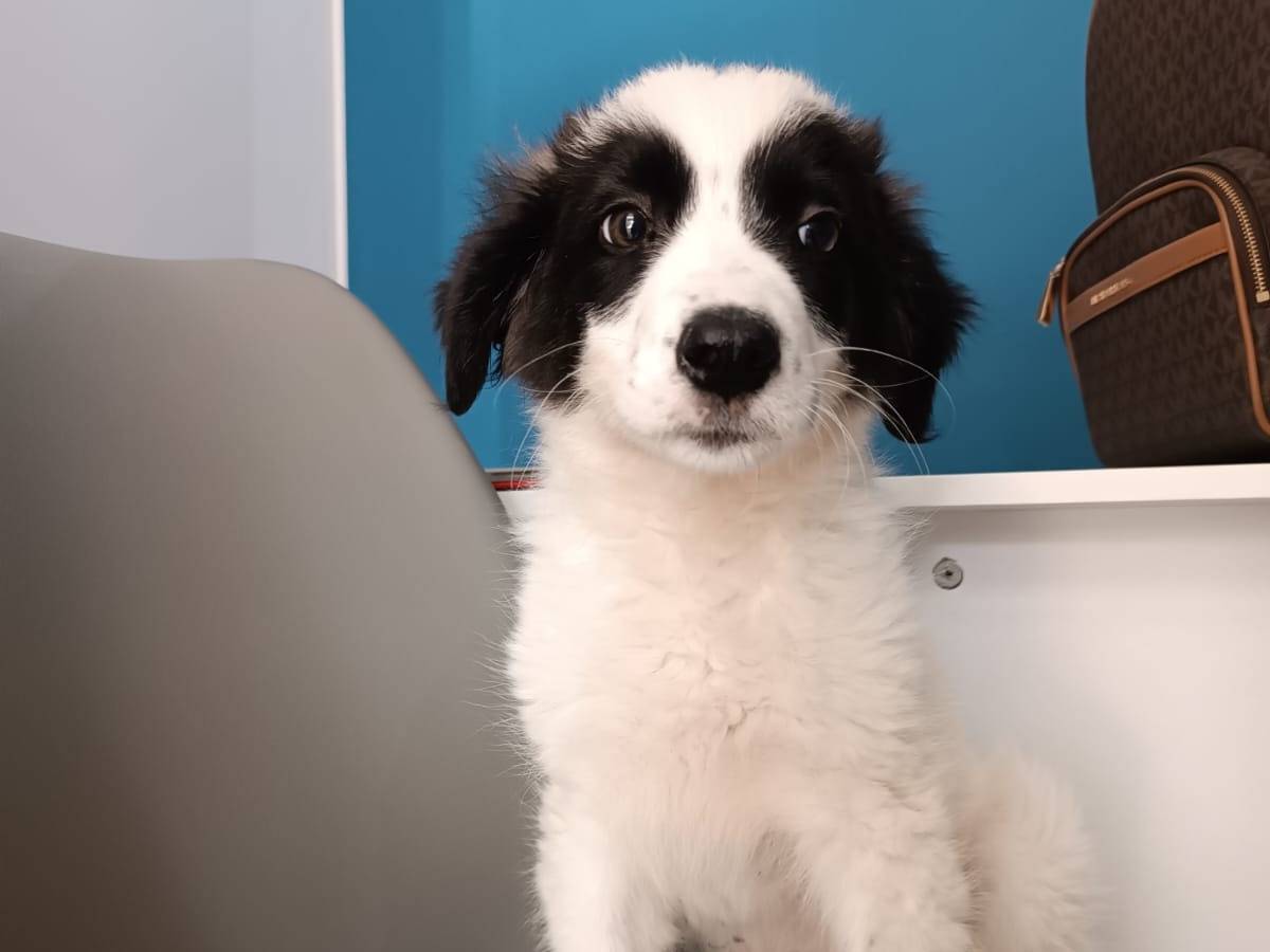 Adotta un cane, taglia grande, femmina, Ragusa