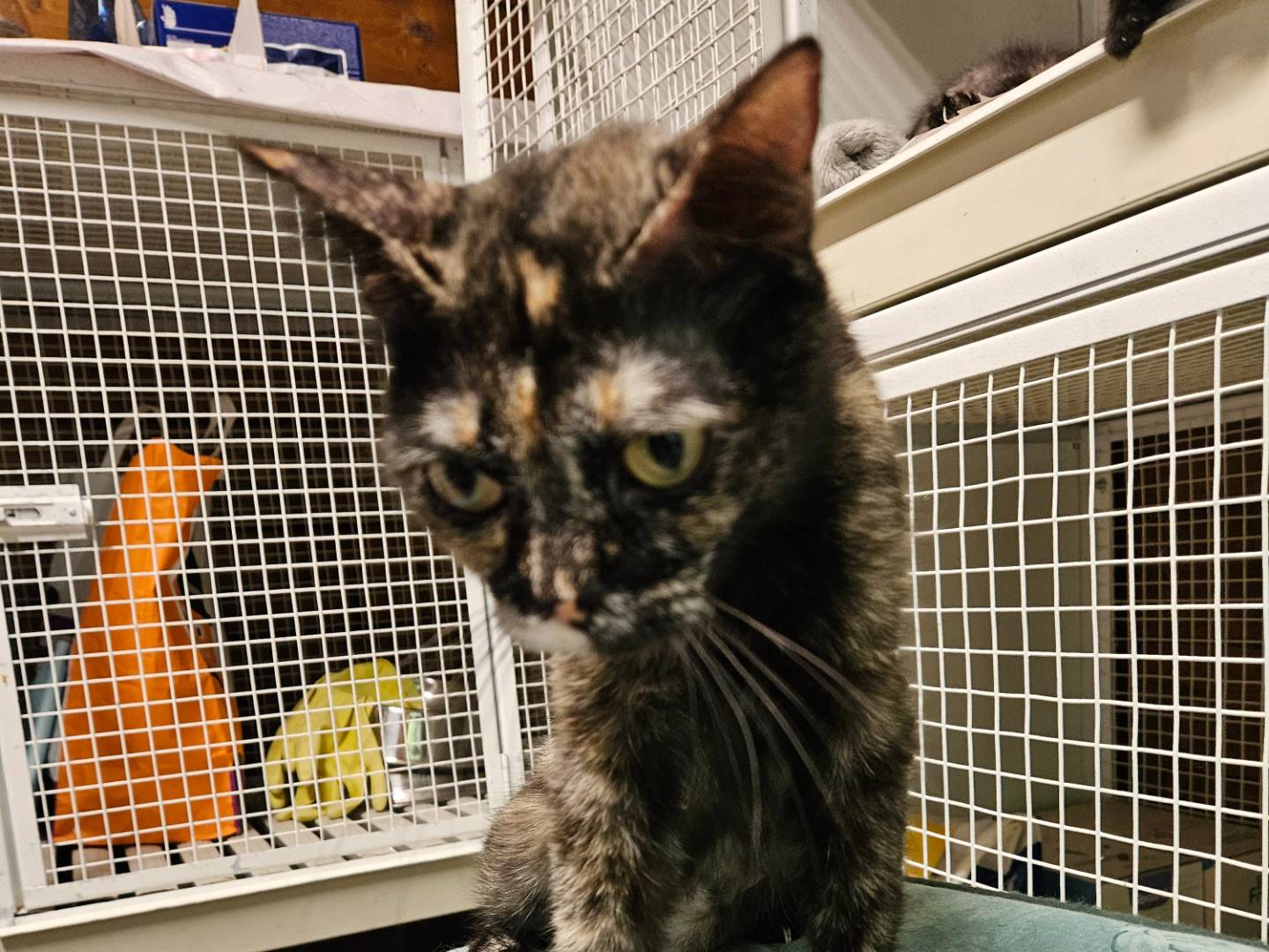 Adozione gatto, femmina, Razza sconosciuta Razza sconosciuta, 1 anno e 3 mesi, taglia non valida, Milano