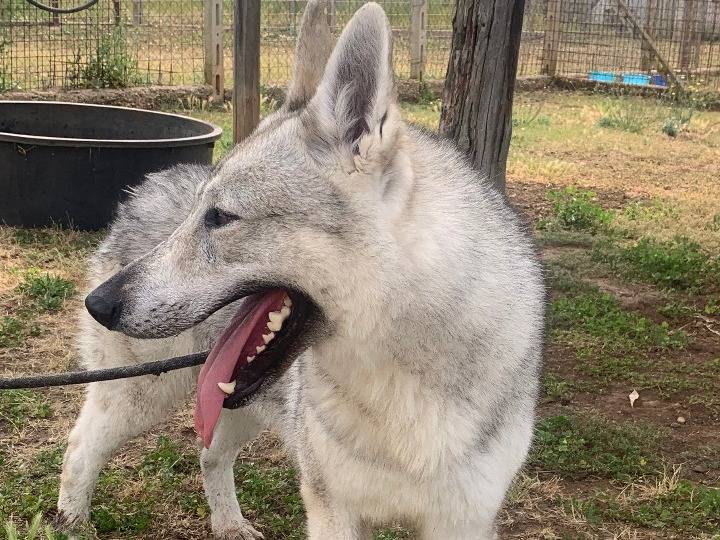 Adozione cane, maschio, Cane lupo Cecoslovacco Razza sconosciuta, 3 anni e 4 mesi, taglia gigante, Roma