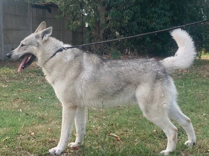 Adotta un cane, maschio, 3 anni e 4 mesi, Roma