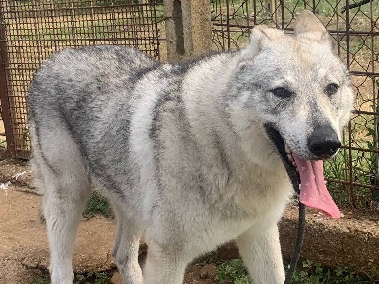 Adotta un cane, taglia gigante, maschio, Roma