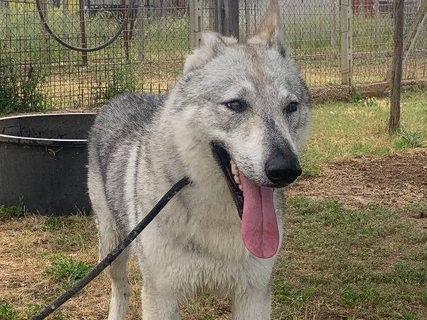 Vuoi adottare un cane a Roma?