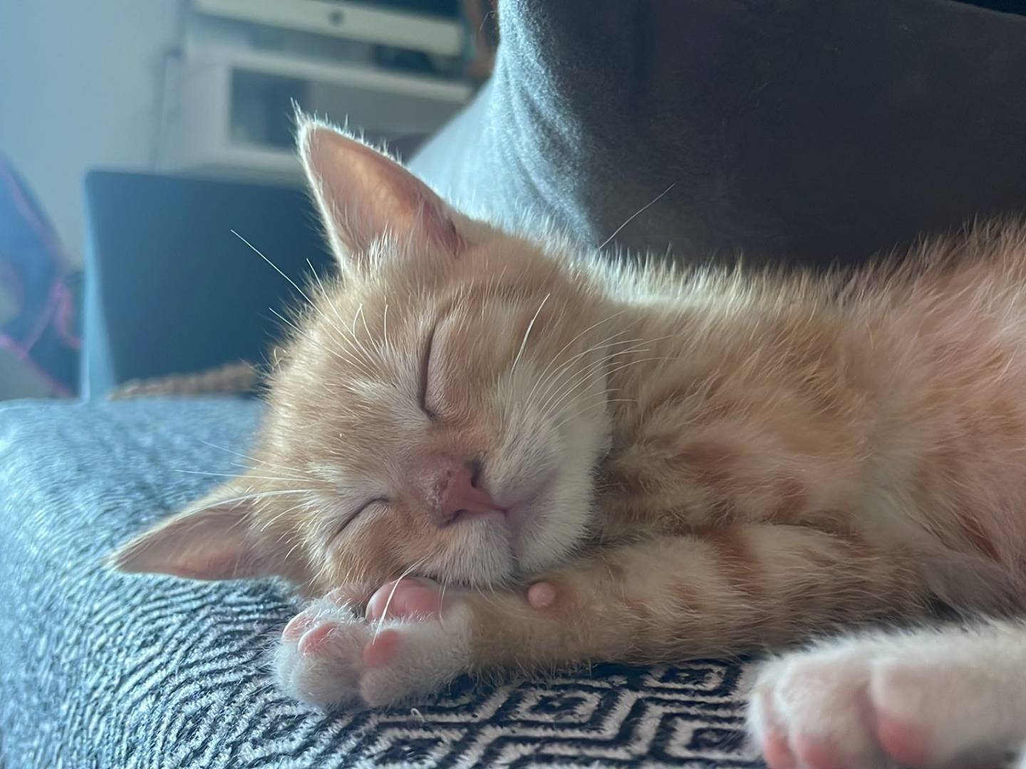 Adozione gatto, maschio, Razza sconosciuta Razza sconosciuta, 3 mesi, taglia non valida, Livorno