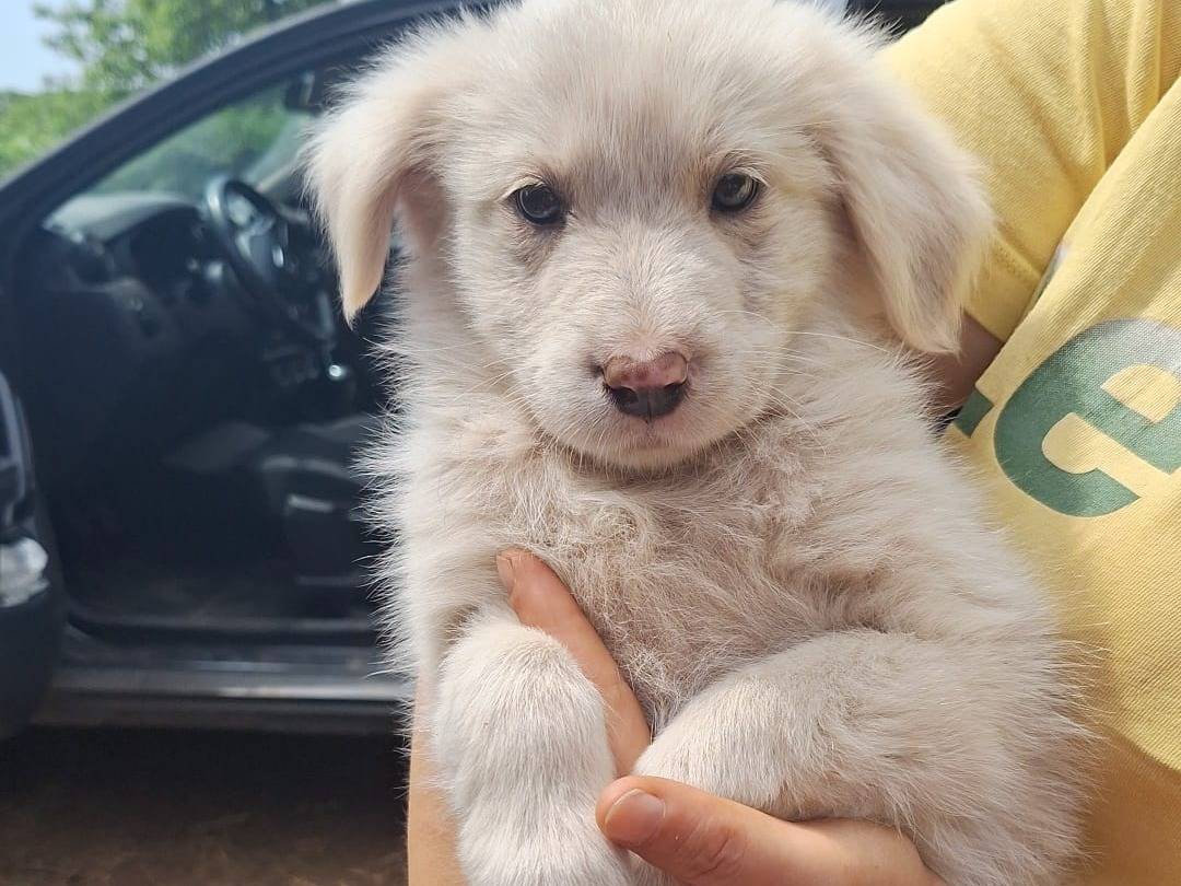 Adozione cane, femmina, Razza sconosciuta Razza sconosciuta, 3 mesi, taglia media, Brescia