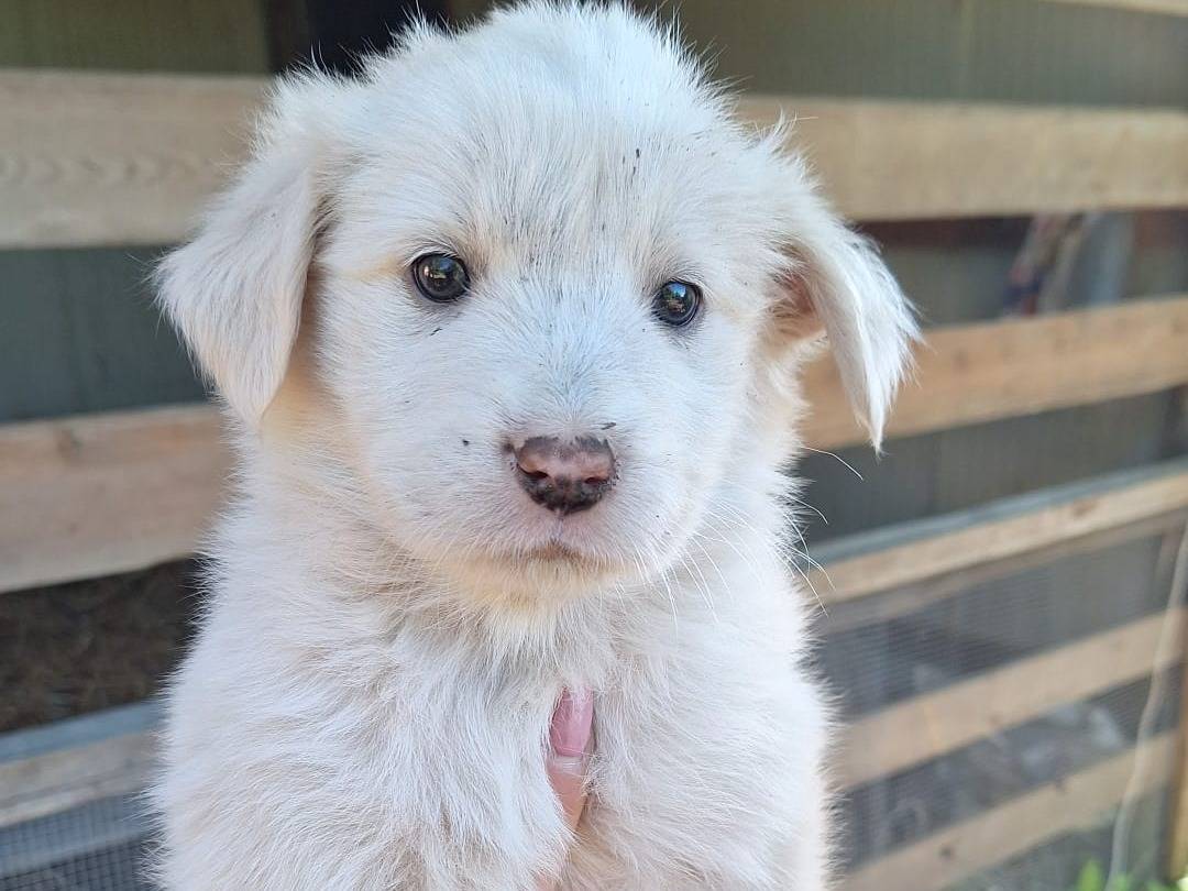 Adotta un cane, taglia media, femmina, Brescia