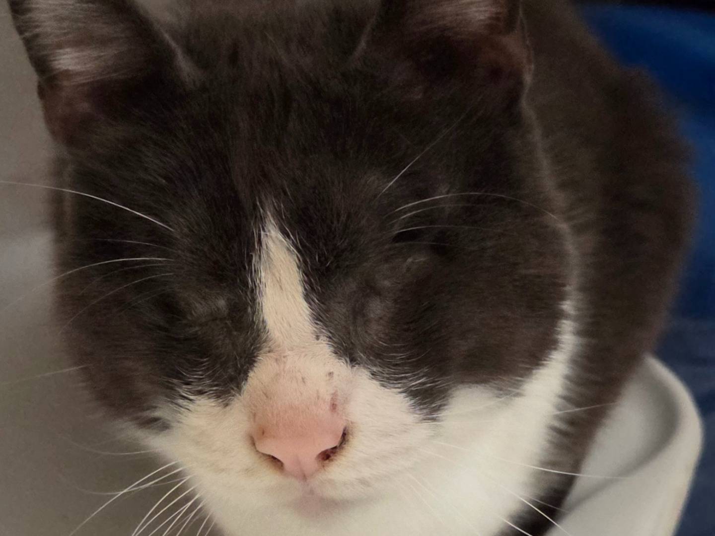 Adotta un gatto, maschio, 7 anni e 10 mesi, Viterbo