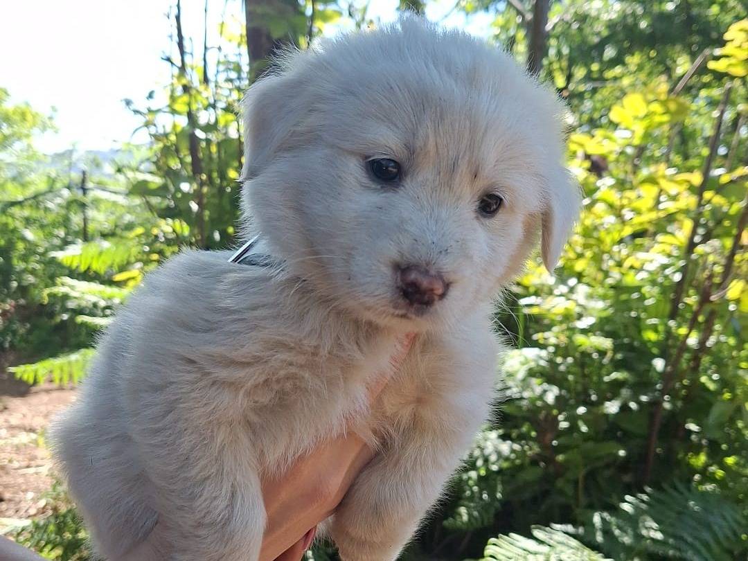 Adotta un cane, femmina, 3 mesi, Brescia