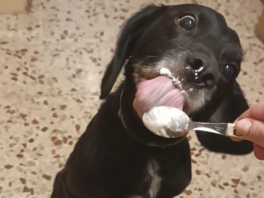 Adozione cane, maschio, Labrador Retriever Razza sconosciuta, 8 anni, taglia media contenuta, Bergamo