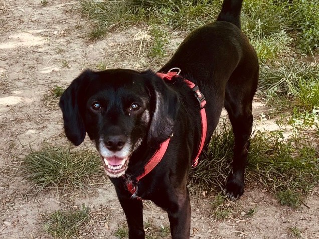 Adotta un cane, maschio, 8 anni, Bergamo