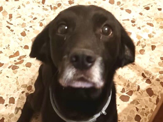 Adotta un cane, taglia media contenuta, maschio, Bergamo