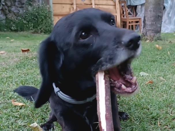 Adotta il cane Pongo a Bergamo