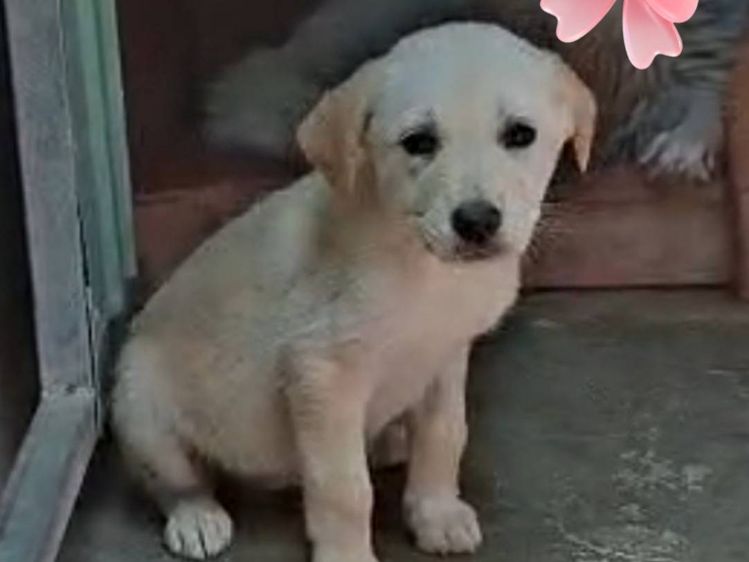 Adozione cane, femmina, Pastore maremmano Razza sconosciuta, 2 mesi, taglia grande, Cremona