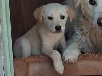 Adotta un cane, femmina, 2 mesi, Cremona