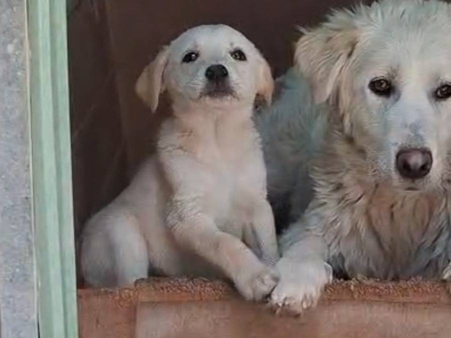 Adotta un cane, taglia grande, femmina, Cremona