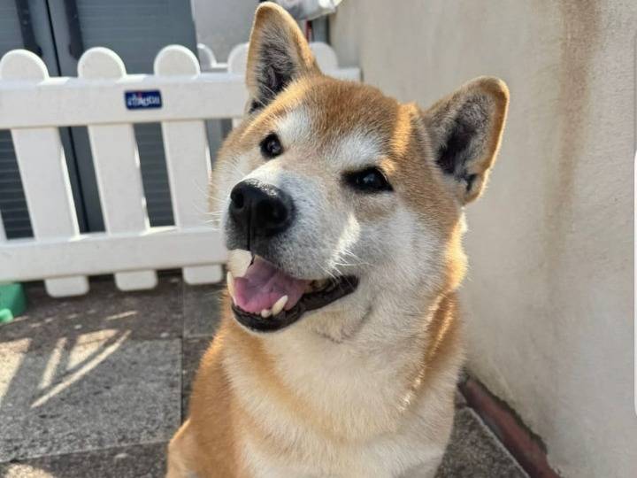 Adozione cane, maschio, Shiba Razza sconosciuta, 10 anni e 2 mesi, taglia piccola, Milano