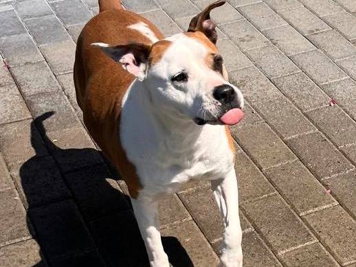 Adozione cane, femmina, Razza sconosciuta Razza sconosciuta, 8 anni e 2 mesi, taglia media, Milano