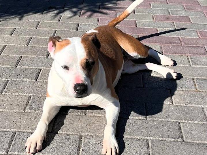 Adotta un cane, femmina, 8 anni e 2 mesi, Milano