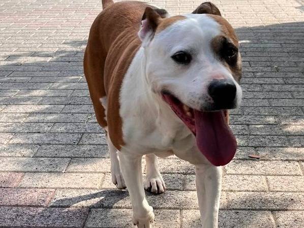 Adotta un cane, taglia media, femmina, Milano
