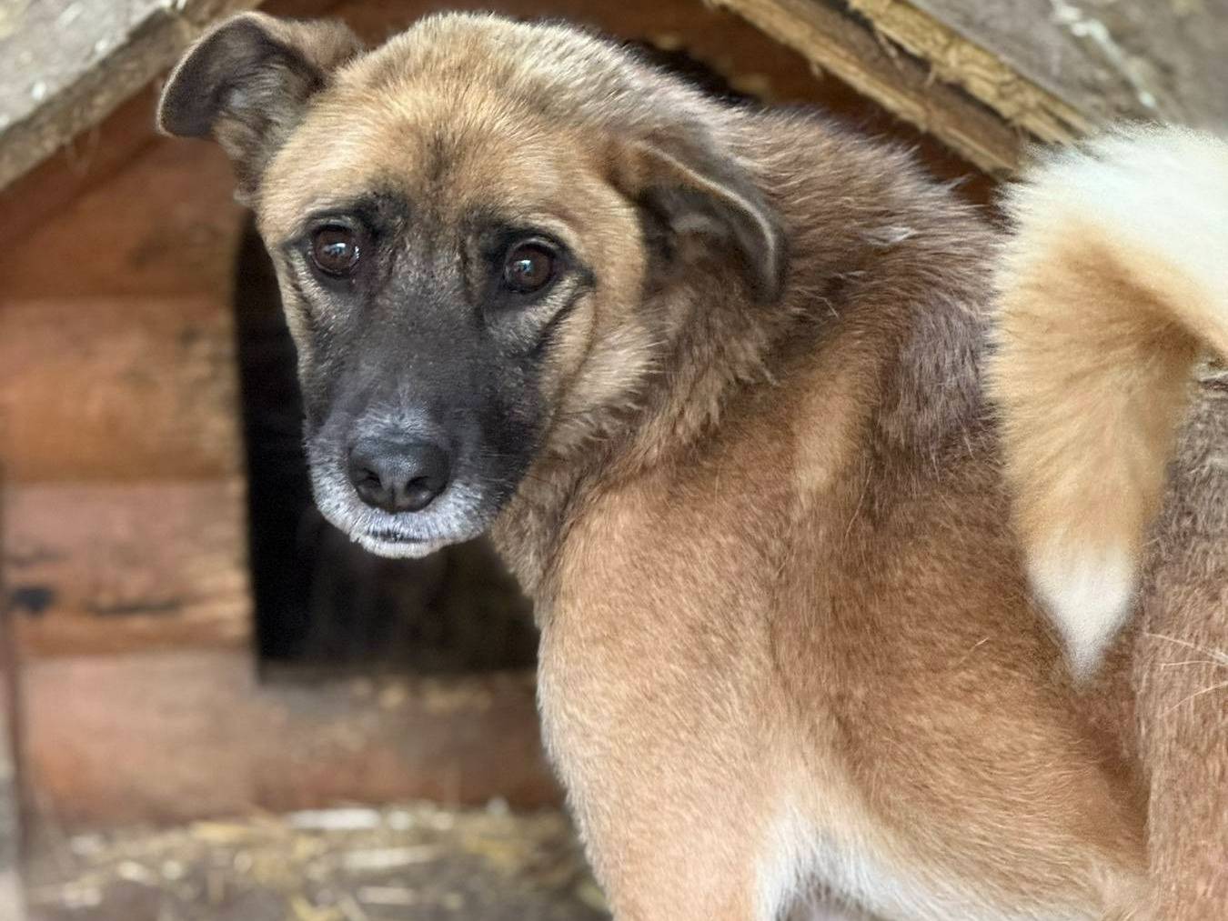 Adotta un cane, femmina, 5 anni e 8 mesi, Firenze