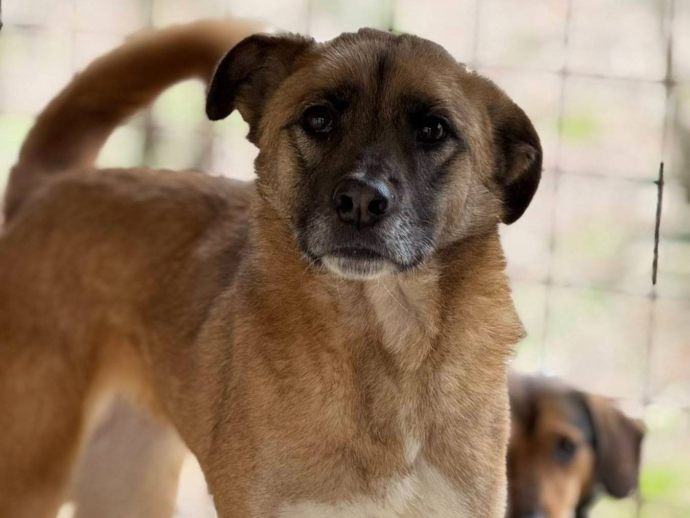 Adotta un cane, taglia media, femmina, Firenze